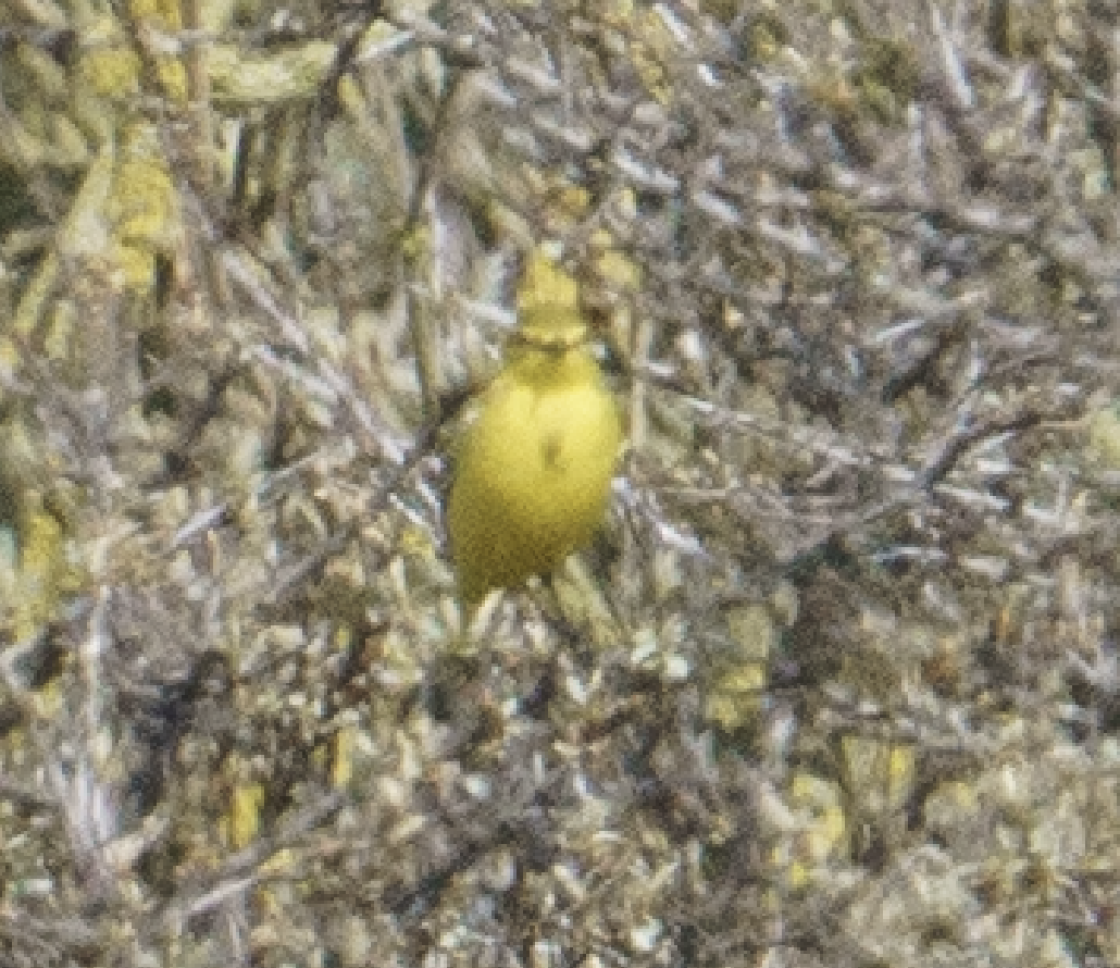 Western Yellow Wagtail (flavissima) - ML618811344