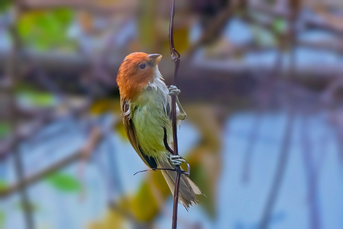 White-breasted Parrotbill - ML618811350