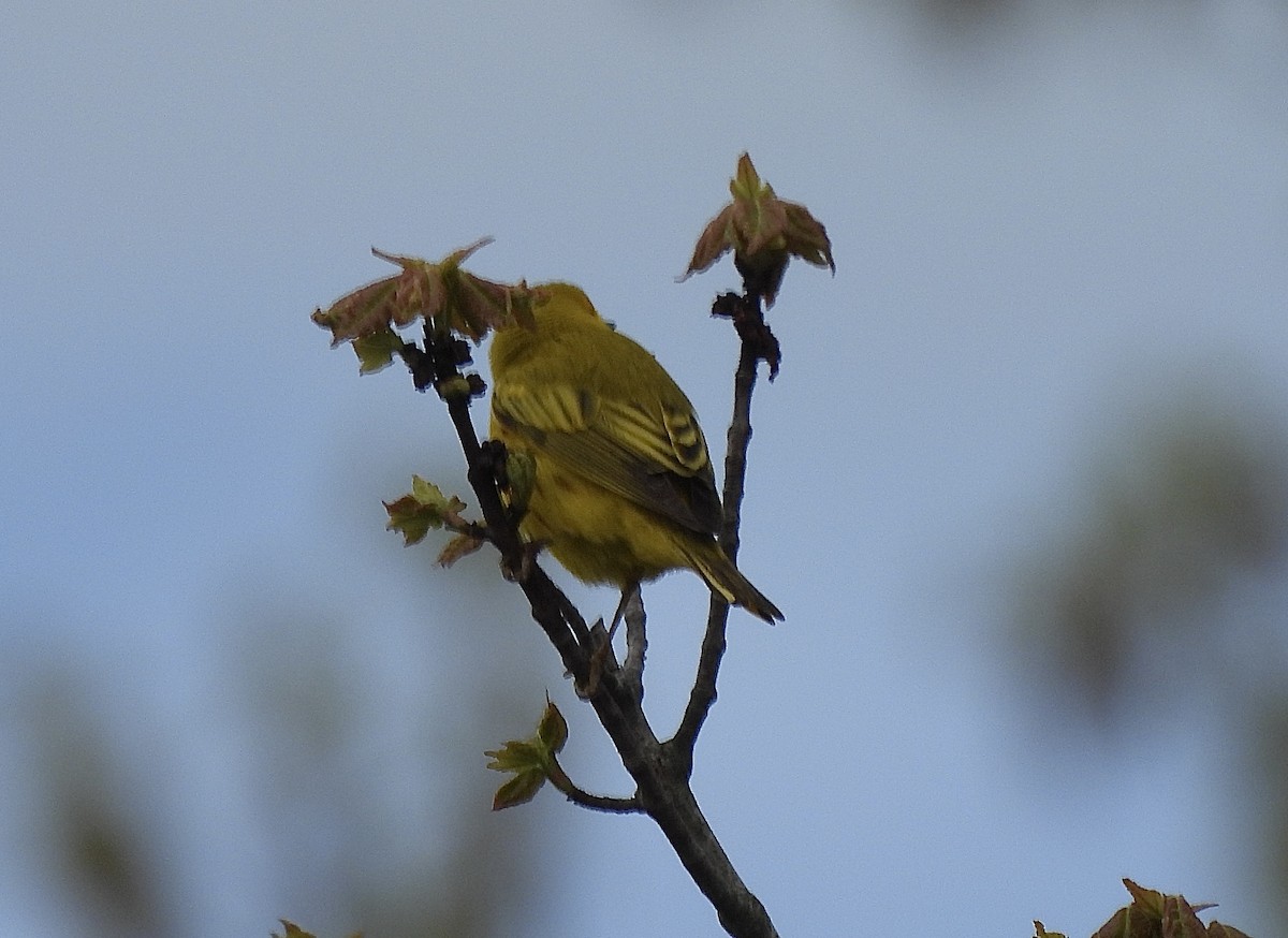 Yellow Warbler - Ron Pearson