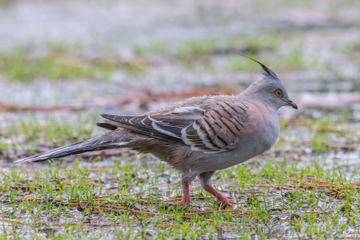 Crested Pigeon - ML618811389