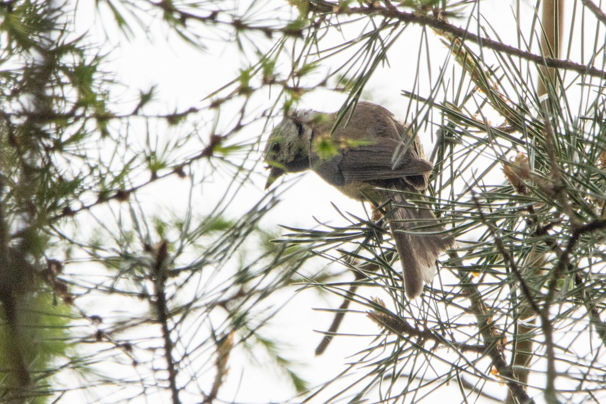 Crested Tit - ML618811410
