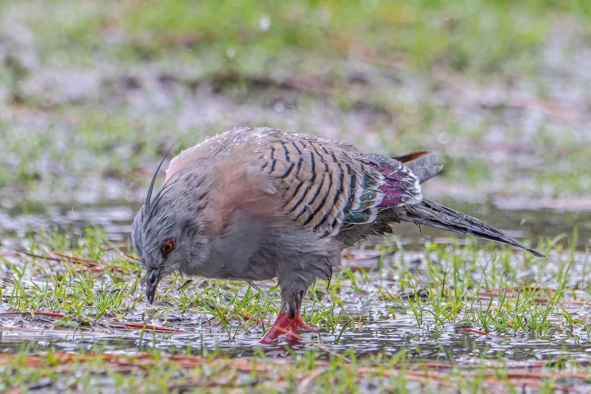 Crested Pigeon - ML618811419