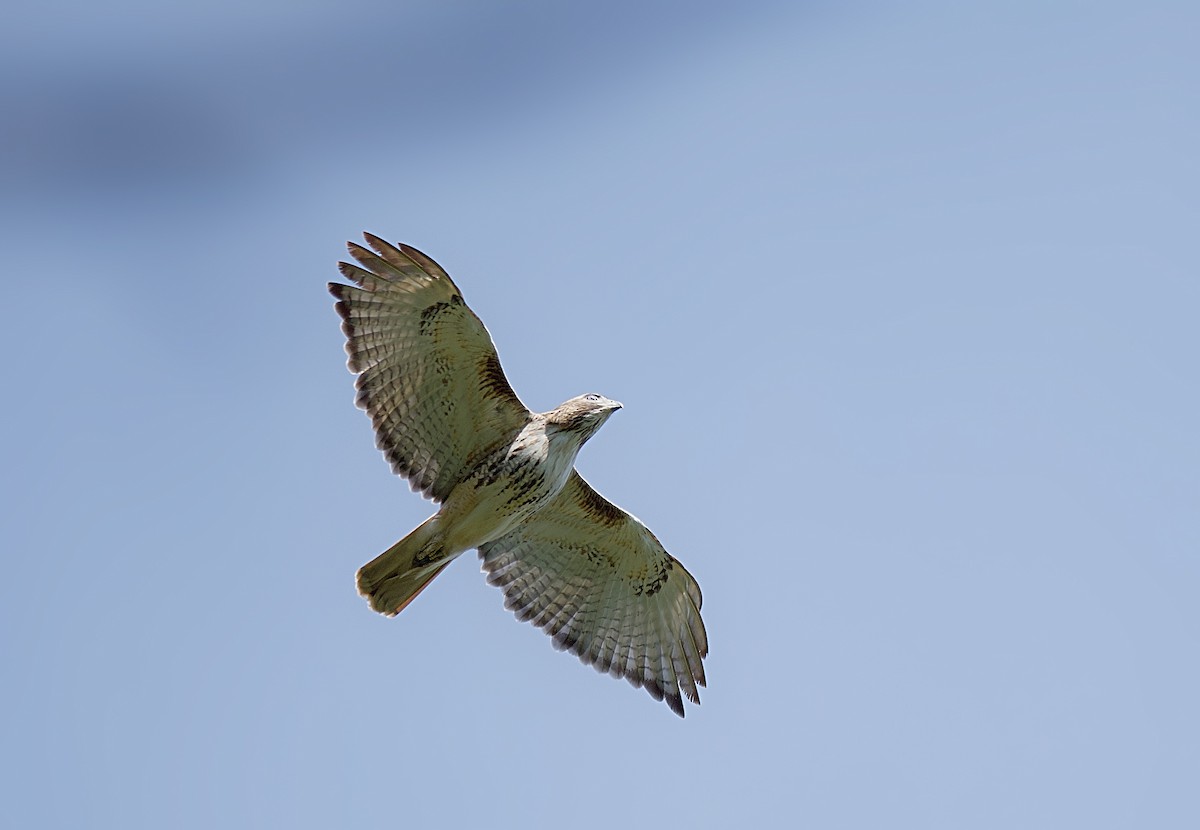 Red-tailed Hawk - Osvaldo Araya