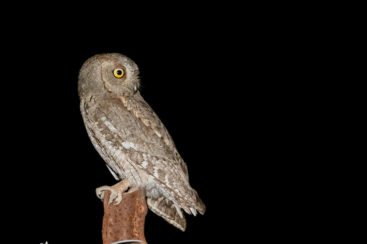 Eurasian Scops-Owl - ML618811437