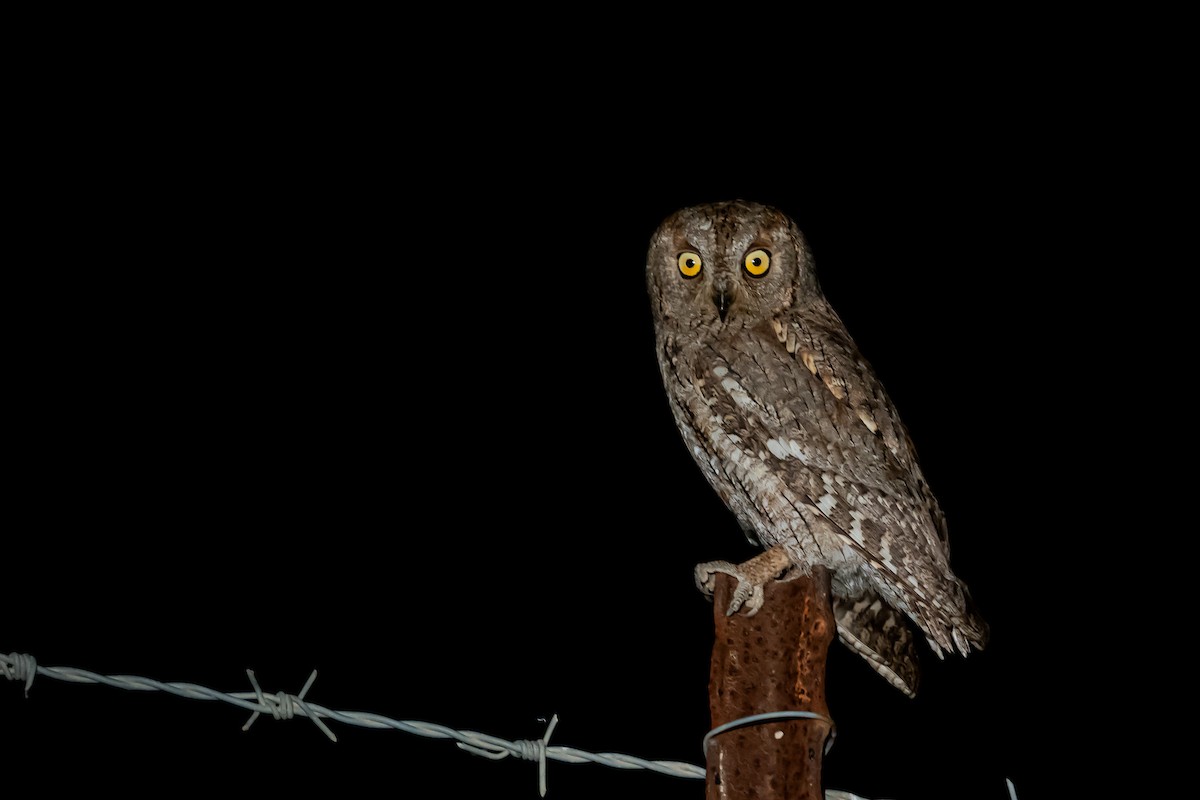 Eurasian Scops-Owl - ML618811442