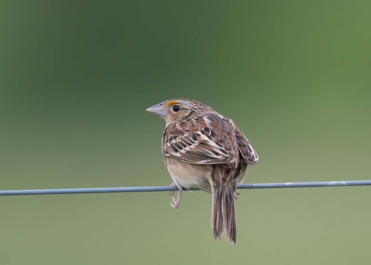 Grasshopper Sparrow - ML618811444