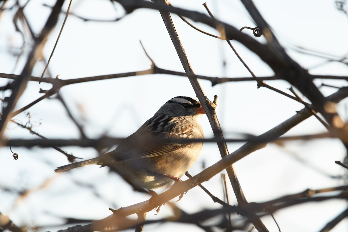 White-crowned Sparrow - Tim Griffiths