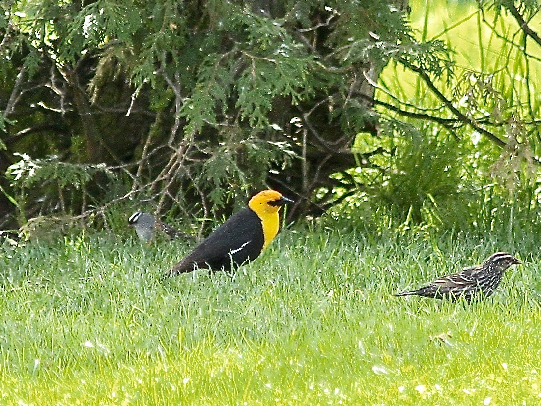 Yellow-headed Blackbird - ML618811472