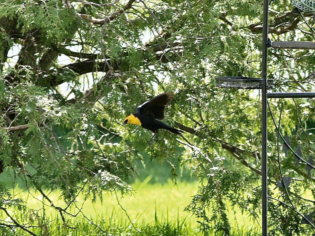 Yellow-headed Blackbird - ML618811473