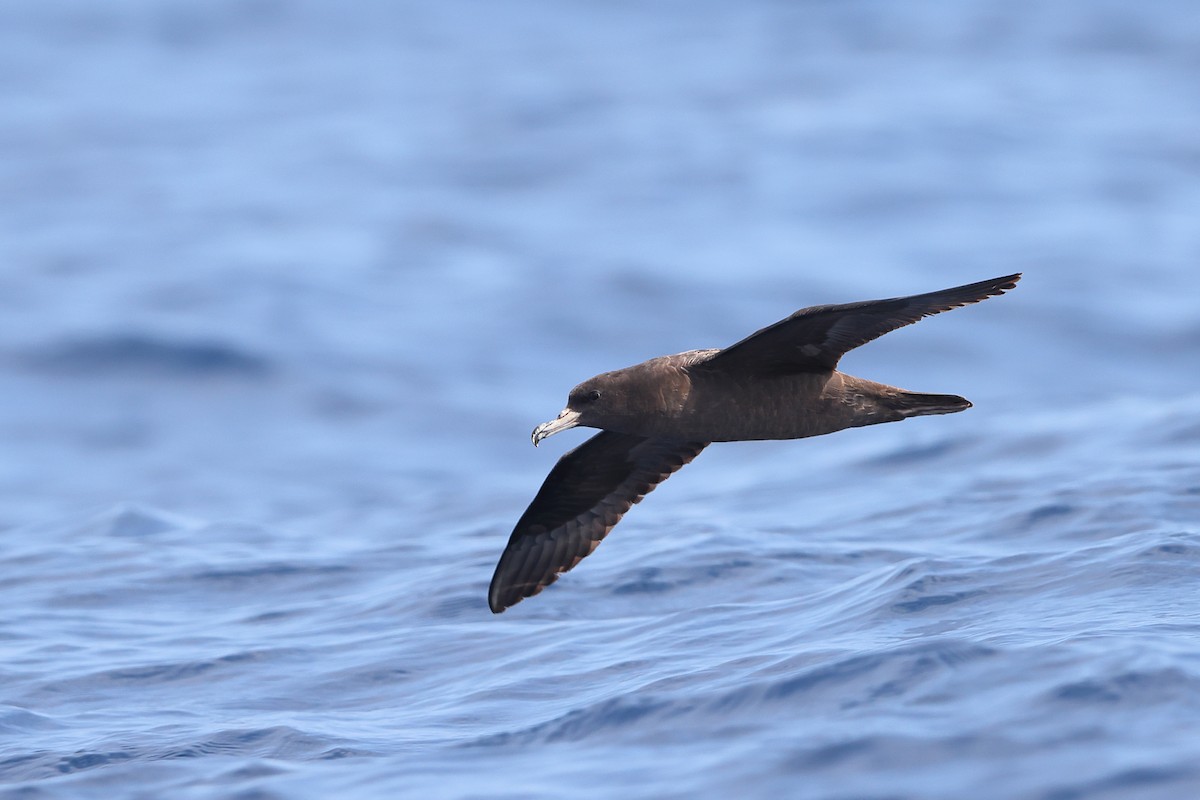 Flesh-footed Shearwater - ML618811481