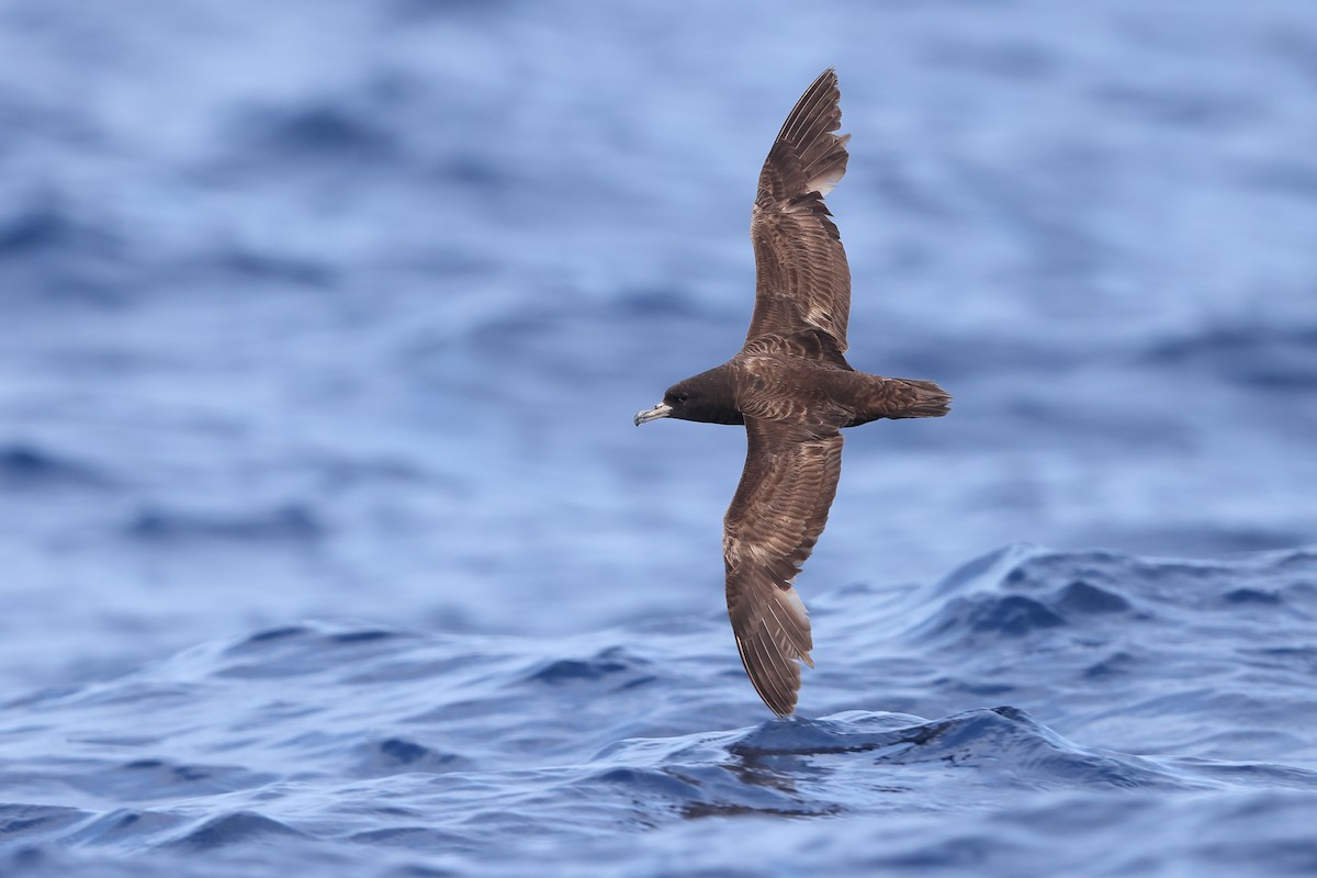 Flesh-footed Shearwater - ML618811482