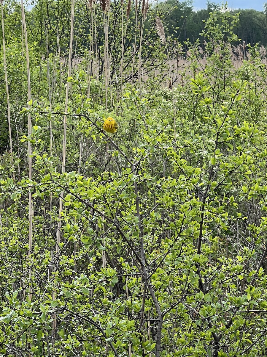 Yellow Warbler - ML618811513