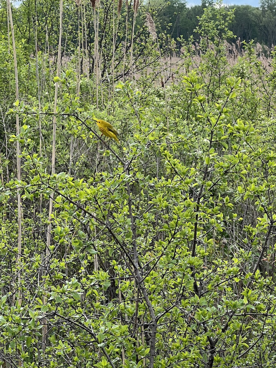 Yellow Warbler - ML618811514