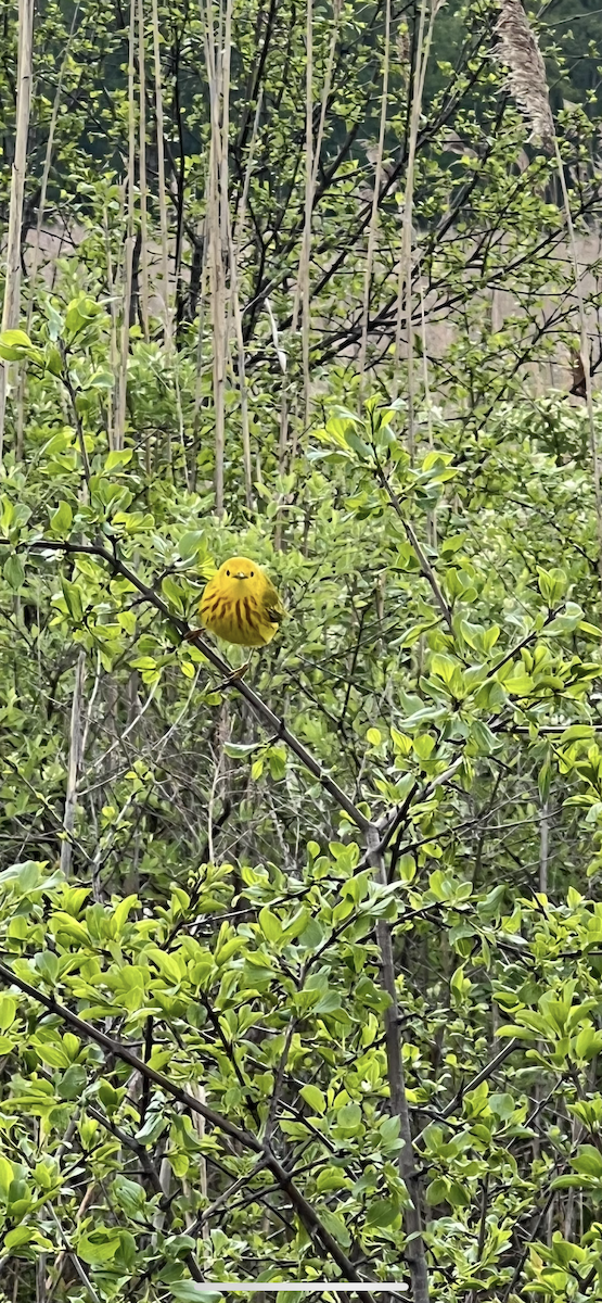 Yellow Warbler - ML618811516