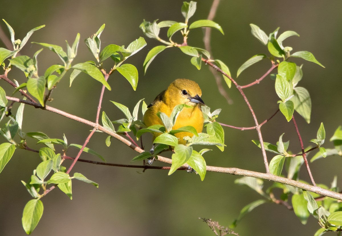 Orchard Oriole - ML618811557