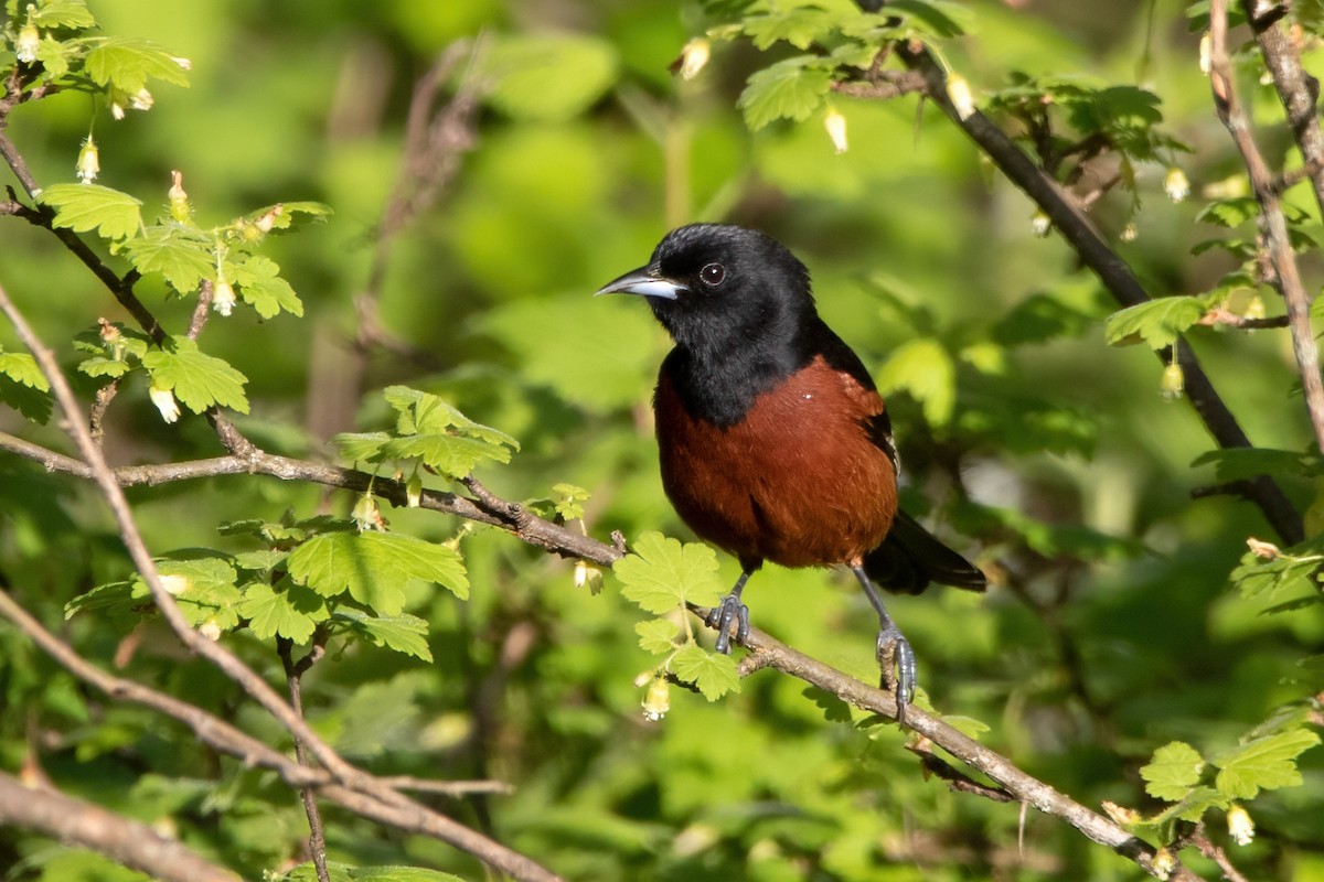 Orchard Oriole - Marie-Josee D'Amour