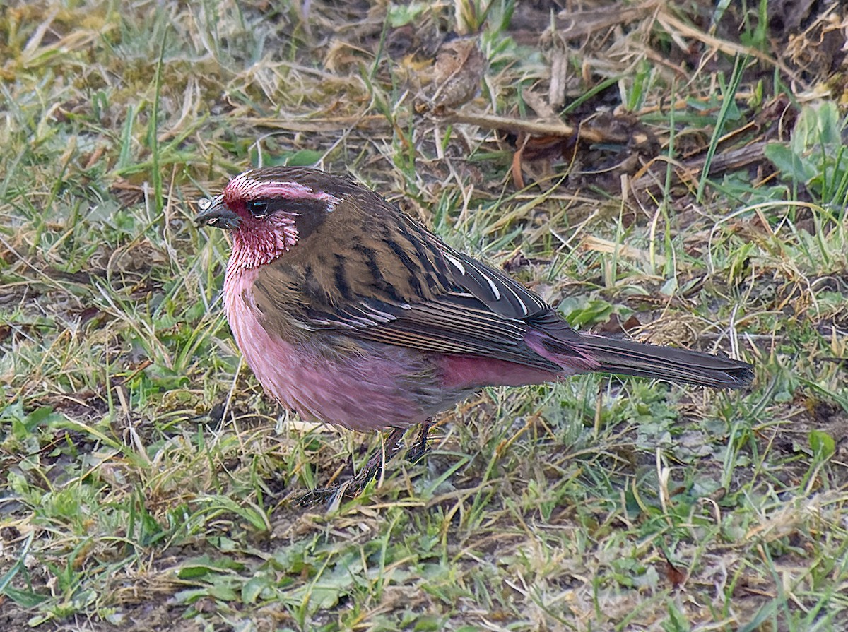 Himalayan White-browed Rosefinch - James Moore (Maryland)