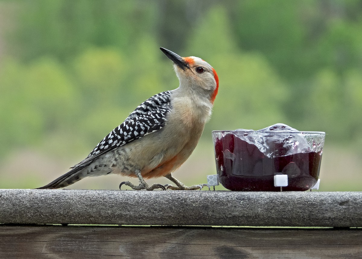 Red-bellied Woodpecker - James R. Hill, III