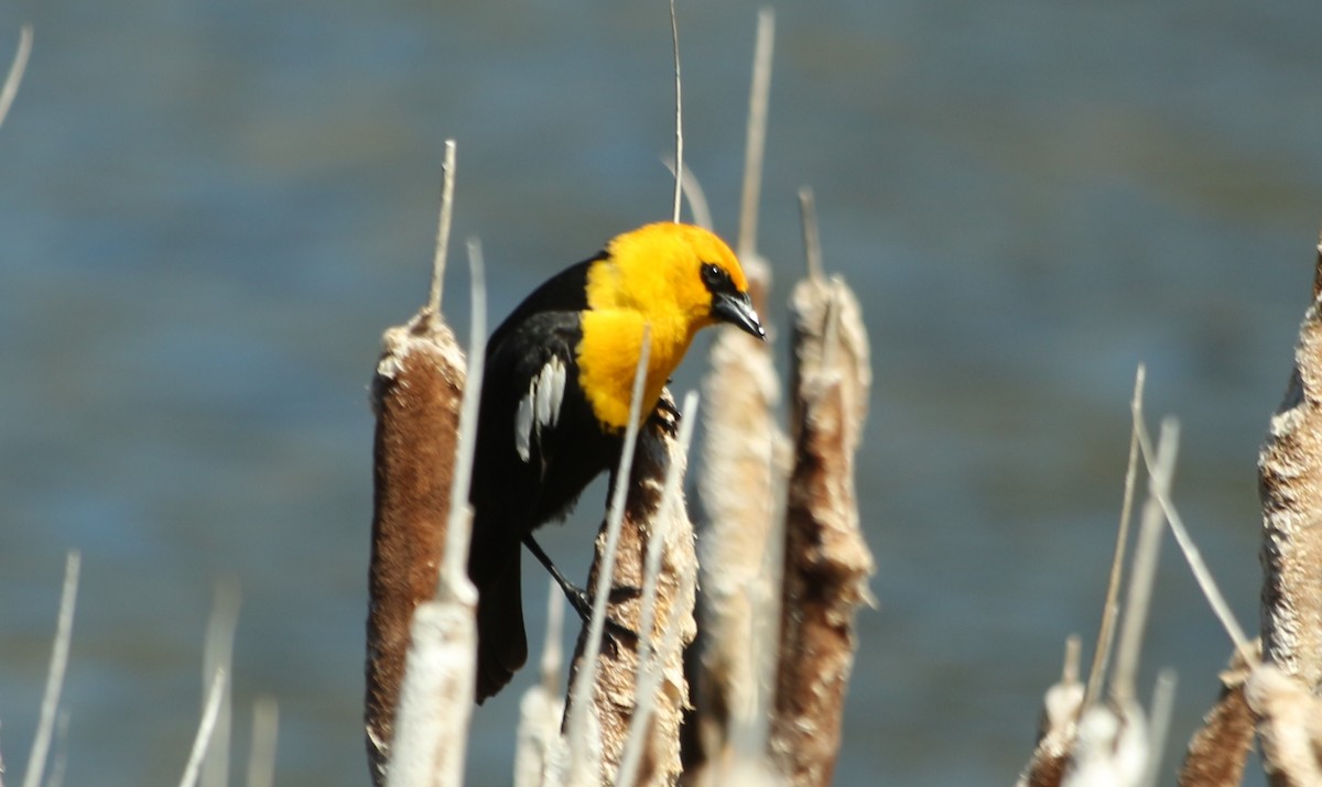 Yellow-headed Blackbird - ML618811605