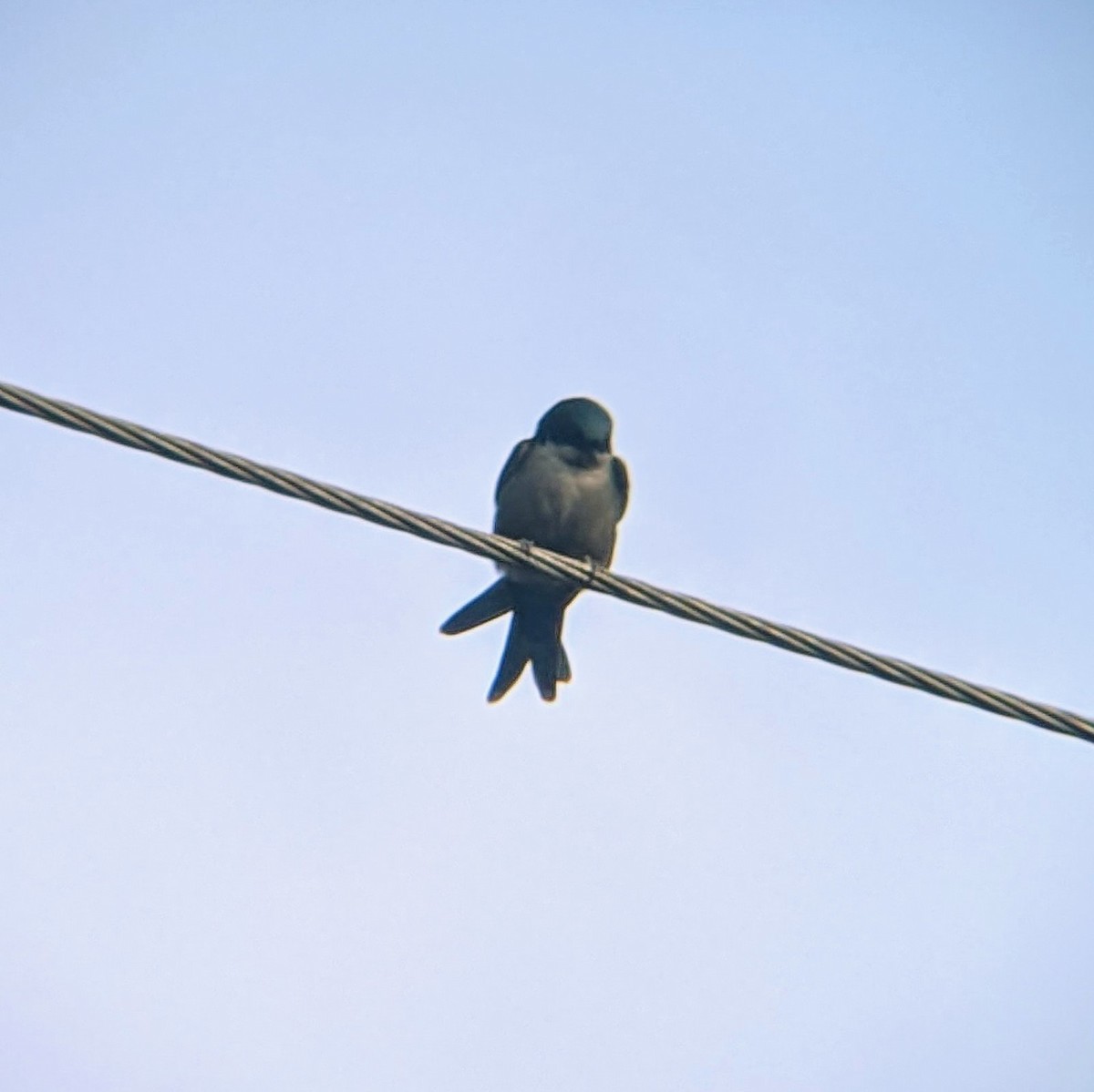 Brown-bellied Swallow - ML618811641