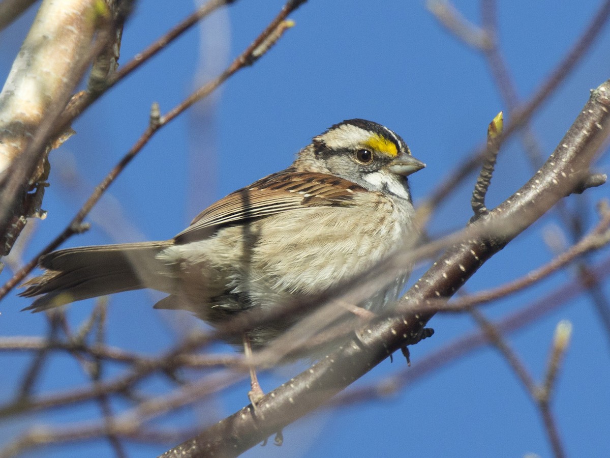 White-throated Sparrow - pierre martin