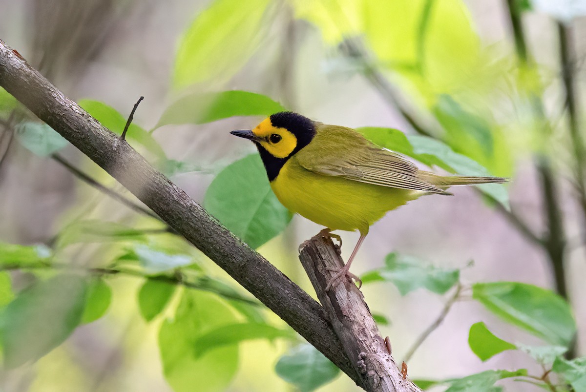 Hooded Warbler - Marie-Josee D'Amour