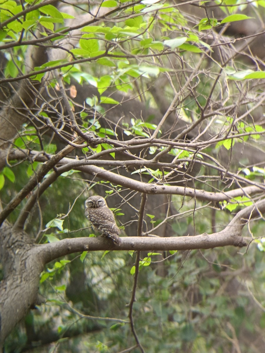 Spotted Owlet - Ms Aparajita