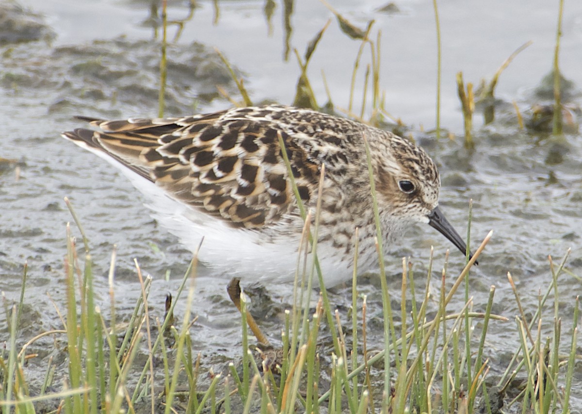 Least Sandpiper - Dave Trochlell