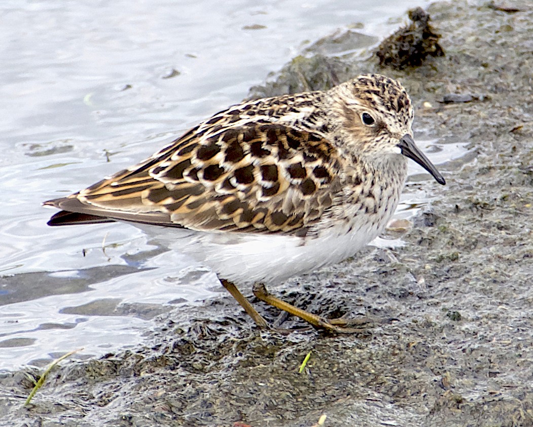 Least Sandpiper - Dave Trochlell