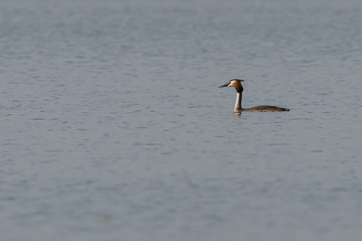 Great Crested Grebe - ML618811719