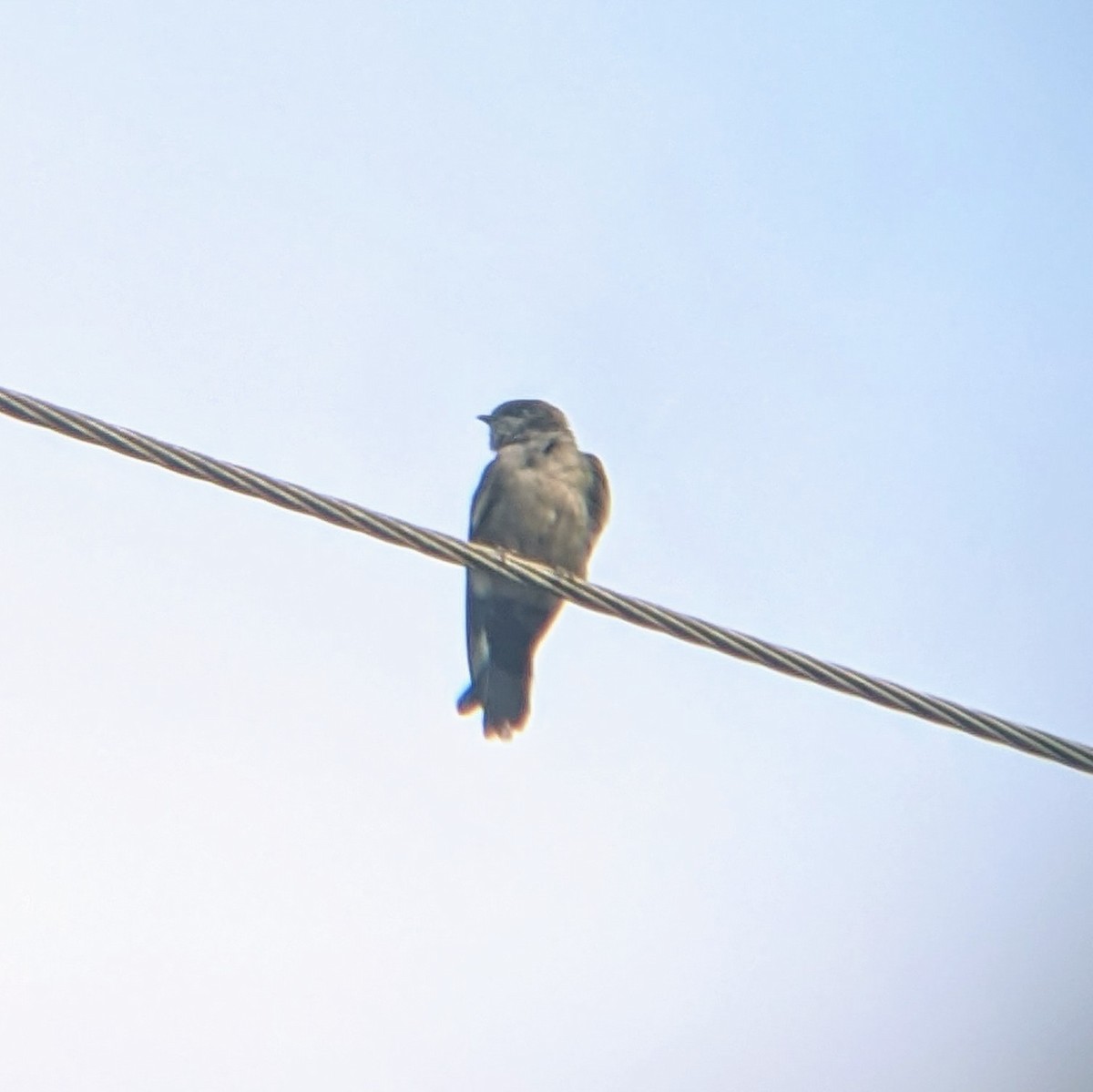 Brown-bellied Swallow - ML618811732