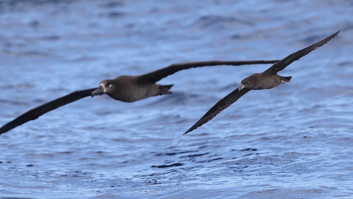 Flesh-footed Shearwater - ML618811747