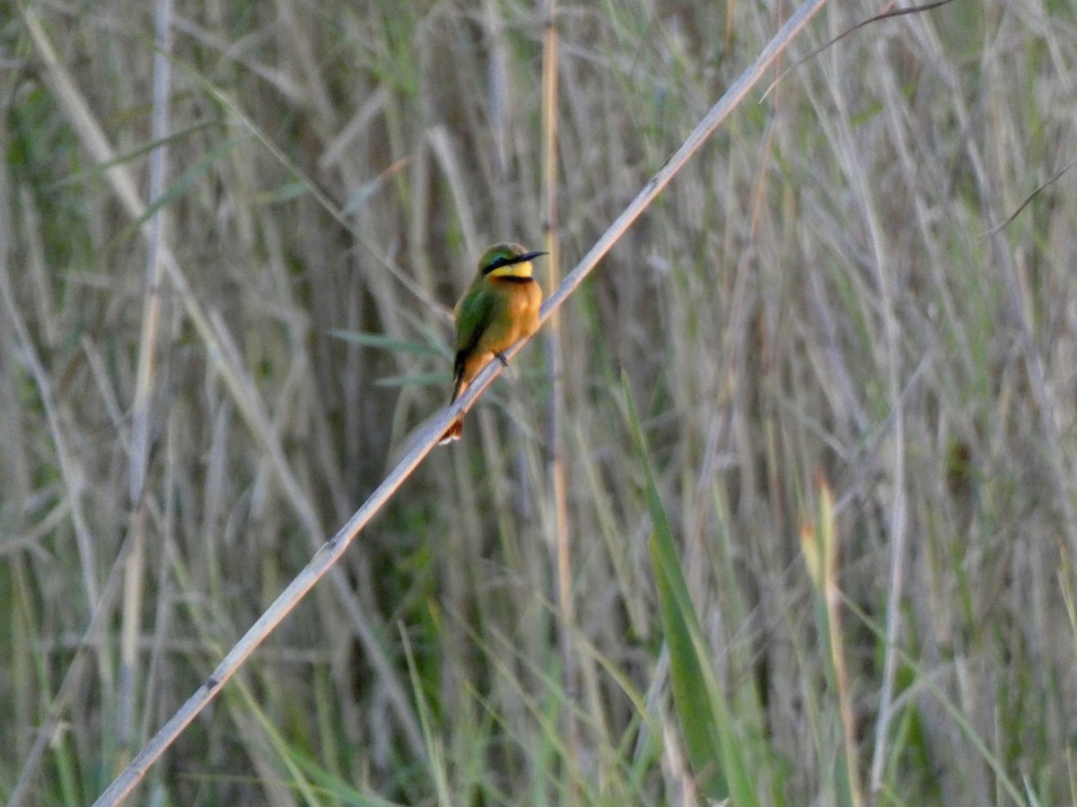 Little Bee-eater - ML618811772