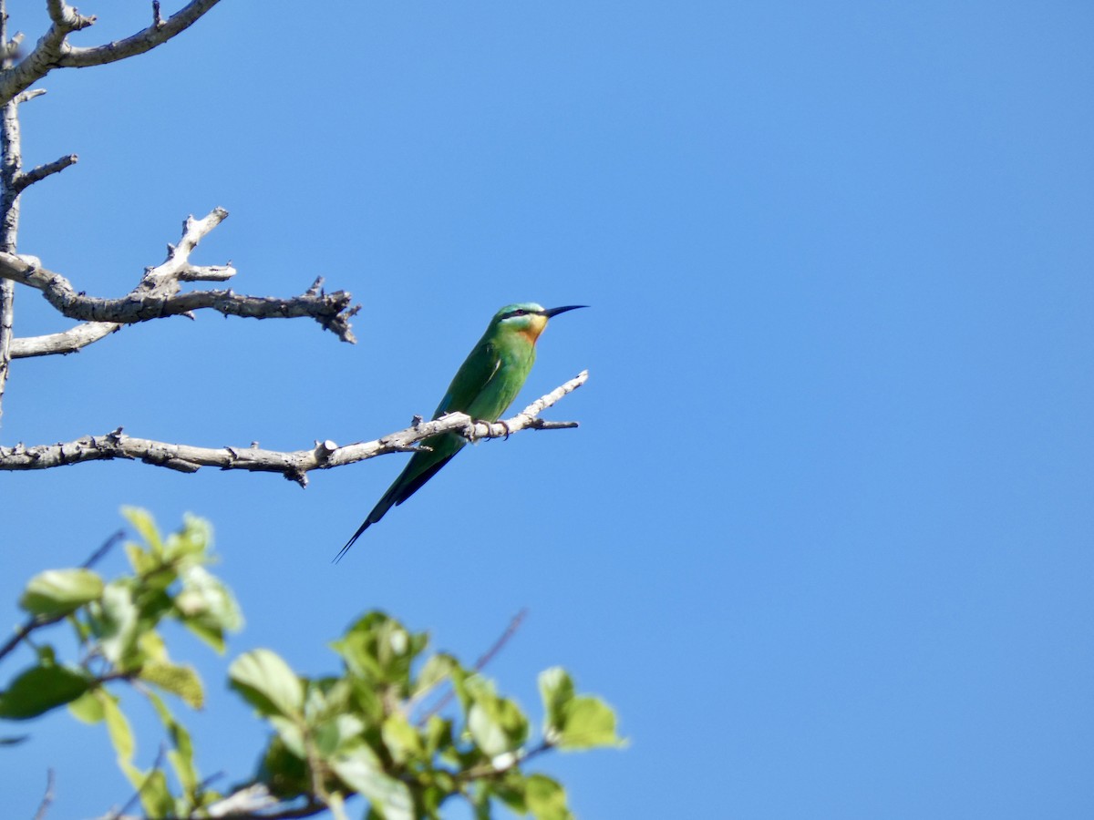 Blue-cheeked Bee-eater - Miguel Albornoz
