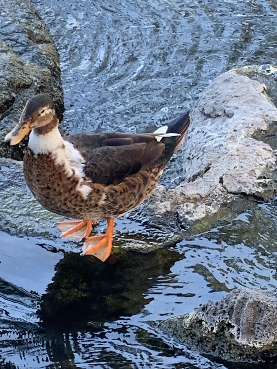 Mallard x Hawaiian Duck (hybrid) - ML618811787