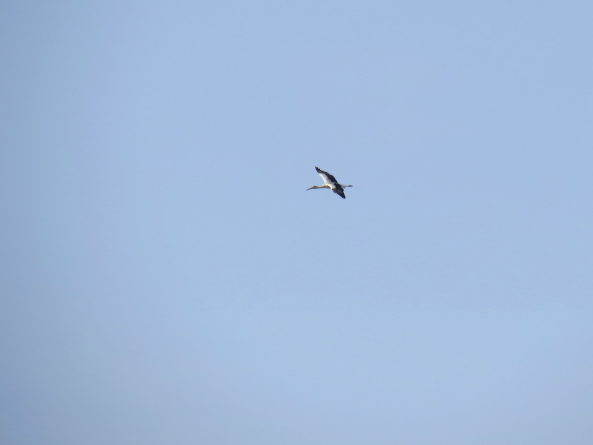White Stork - ML618811809