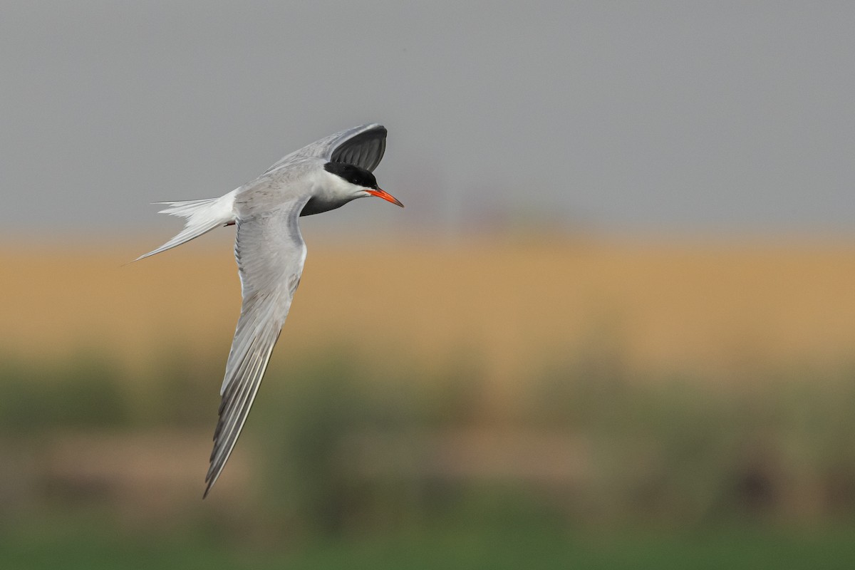 Common Tern - Piki Ish-Shalom