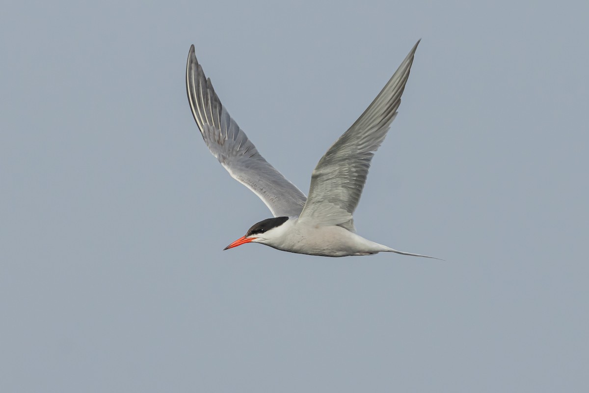 Common Tern - Piki Ish-Shalom