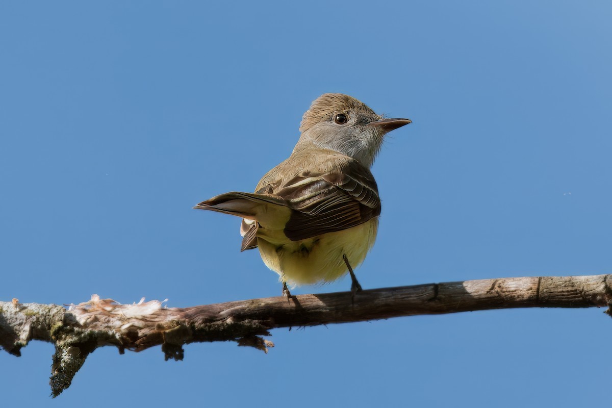 Great Crested Flycatcher - ML618811833