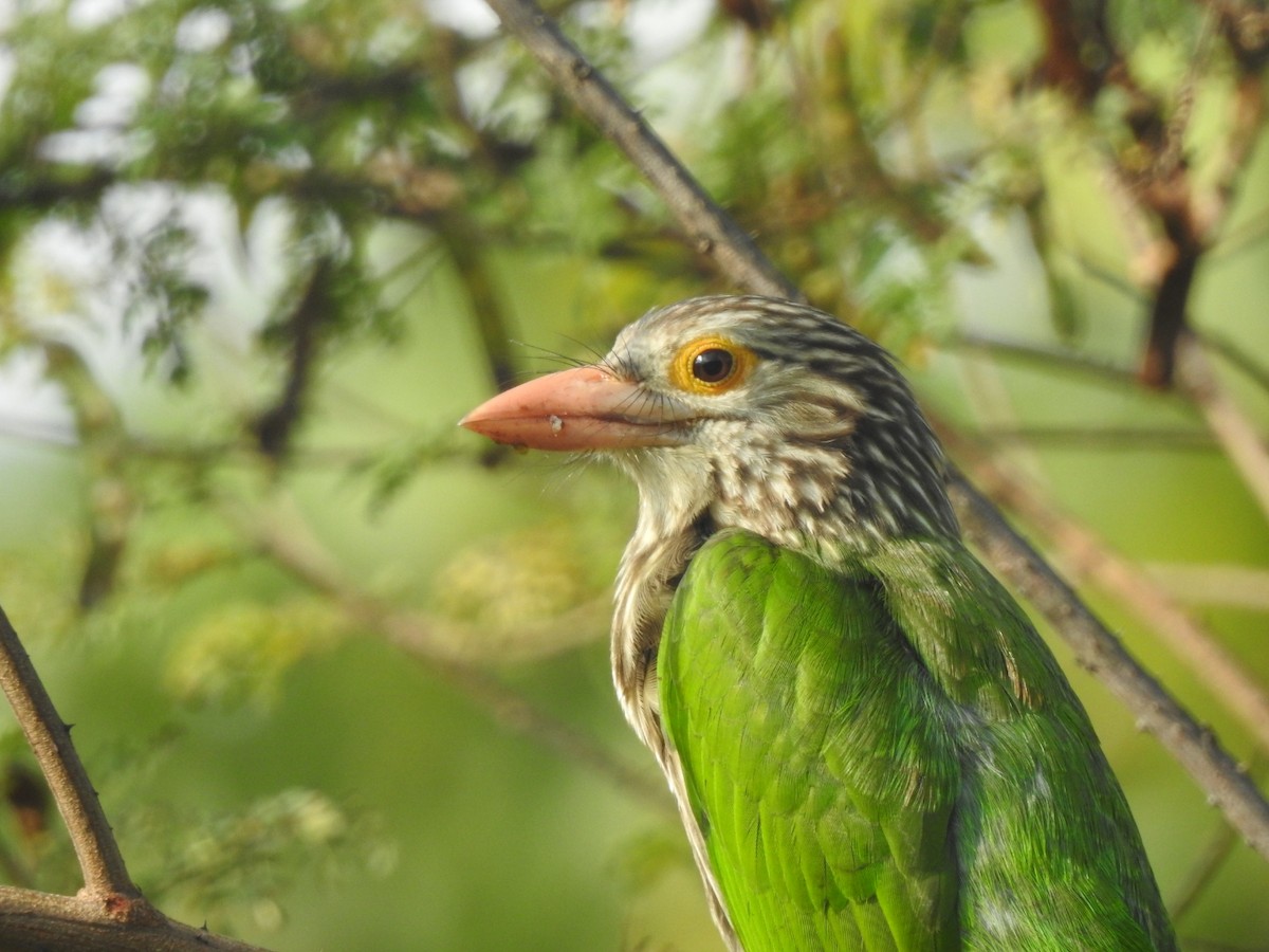 Lineated Barbet - ML618811891