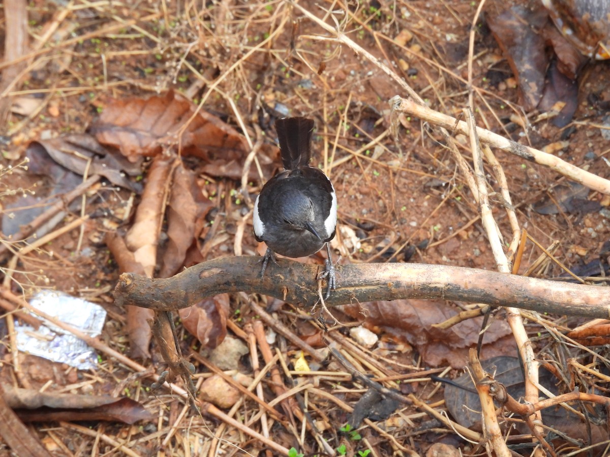 Oriental Magpie-Robin - Sameer Kulkarni