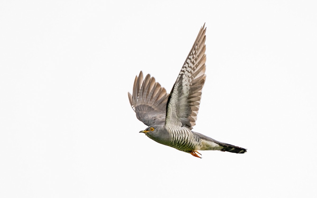 Common Cuckoo - Lizabeth Southworth