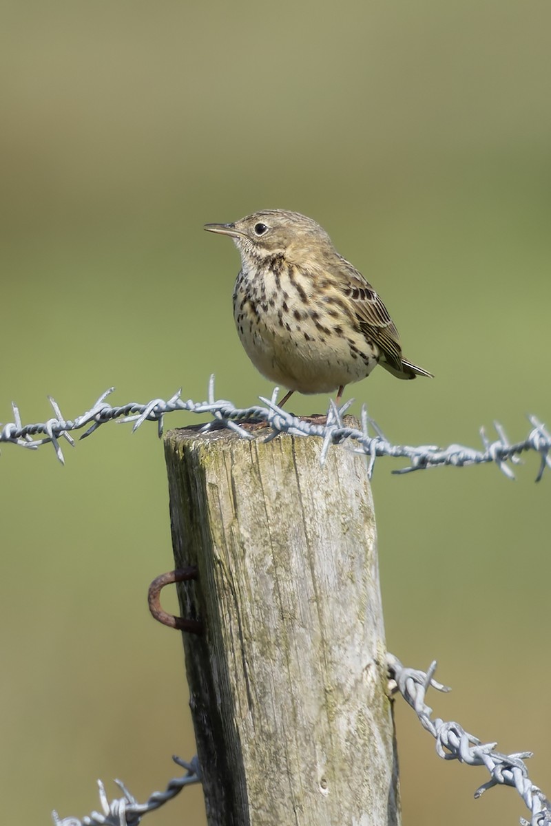 Meadow Pipit - ML618811911