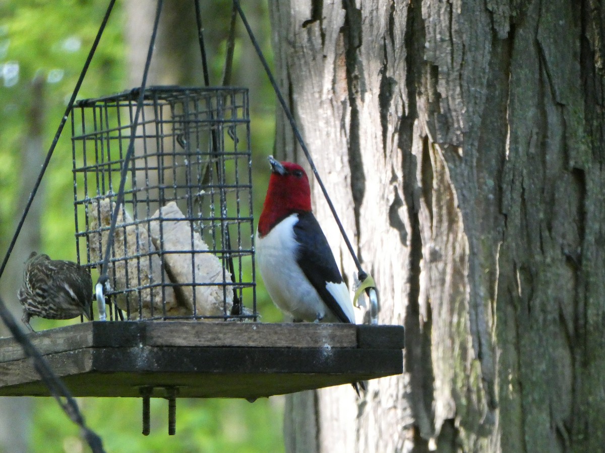 Red-headed Woodpecker - Wayne Fisher