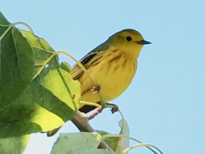 Yellow Warbler - Wendy Feltham