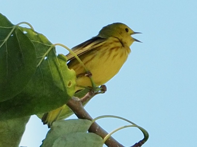 Yellow Warbler - ML618811962