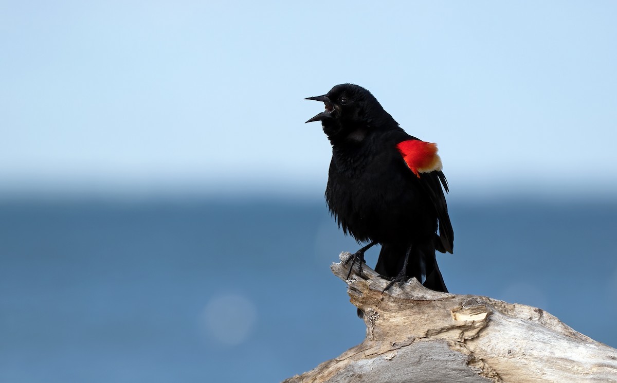 Red-winged Blackbird - Marie-Josee D'Amour