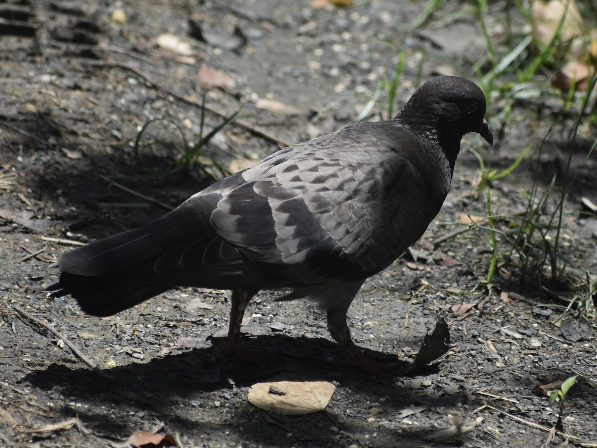 Rock Pigeon (Feral Pigeon) - ML618812062