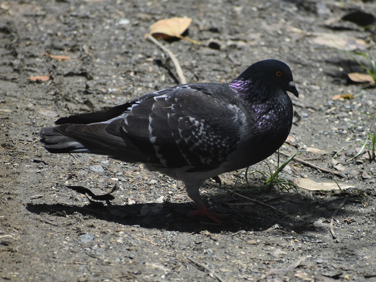 Rock Pigeon (Feral Pigeon) - Jonathan Sellman