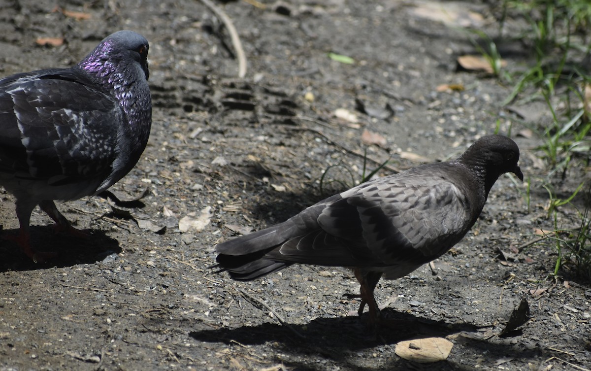 Rock Pigeon (Feral Pigeon) - Jonathan Sellman